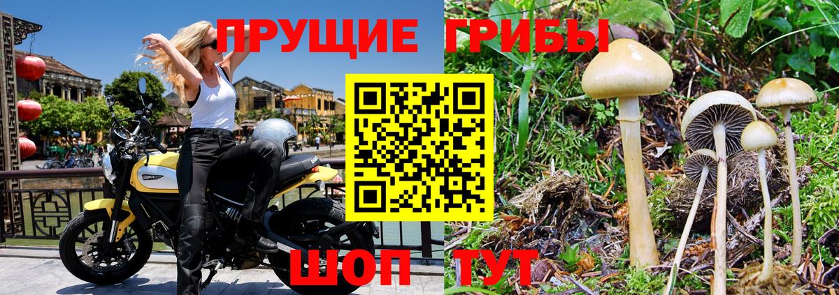 Галлюциногенные грибы Psilocybine cubensis Котовск